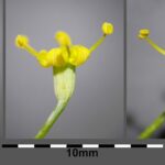 Фенхель обыкновенный — цветки (Foeniculum vulgare)