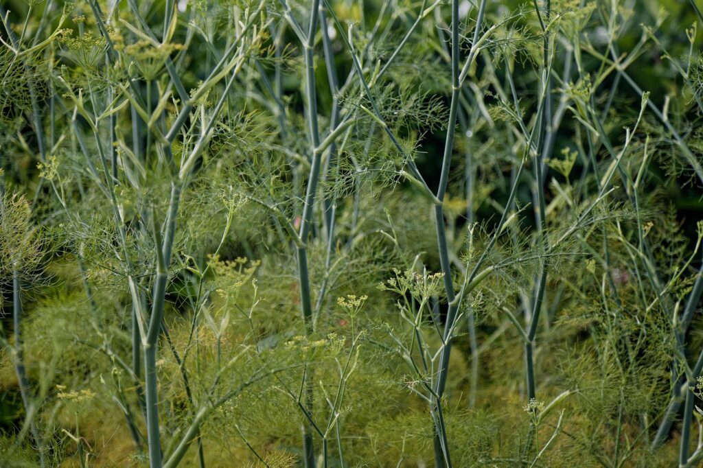 Фенхель обыкновенный — общий вид (Foeniculum vulgare)