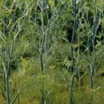 Фенхель обыкновенный — общий вид (Foeniculum vulgare)