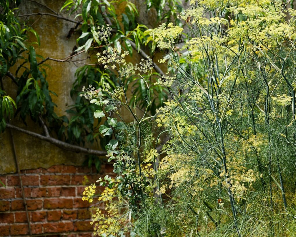 Фенхель обыкновенный — общий вид (Foeniculum vulgare)