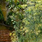 Фенхель обыкновенный — общий вид (Foeniculum vulgare)