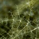 Фенхель обыкновенный — общий вид (Foeniculum vulgare)