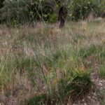 Фенхель обыкновенный — общий вид (Foeniculum vulgare)