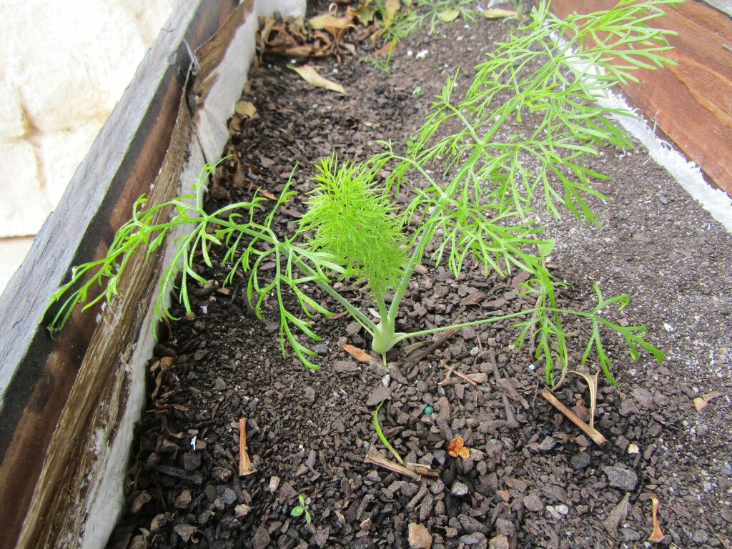 Фенхель обыкновенный — общий вид (Foeniculum vulgare)