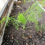 Фенхель обыкновенный — общий вид (Foeniculum vulgare)