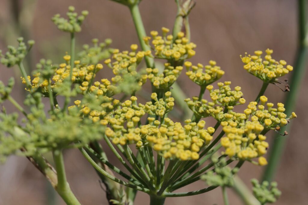 Фенхель обыкновенный — общий вид (Foeniculum vulgare)