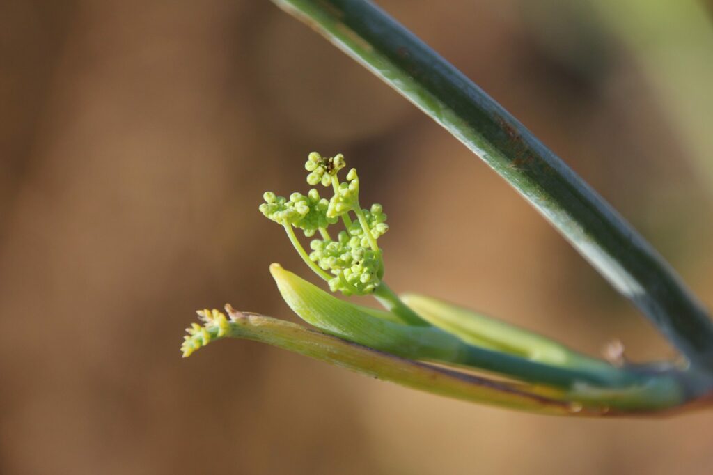 Фенхель обыкновенный — общий вид (Foeniculum vulgare)