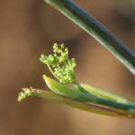 Фенхель обыкновенный — общий вид (Foeniculum vulgare)