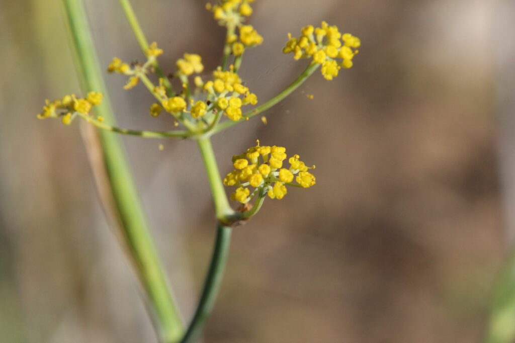 Фенхель обыкновенный — общий вид (Foeniculum vulgare)
