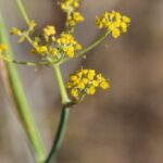 Фенхель обыкновенный — общий вид (Foeniculum vulgare)