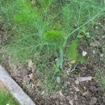 Фенхель обыкновенный — общий вид (Foeniculum vulgare)