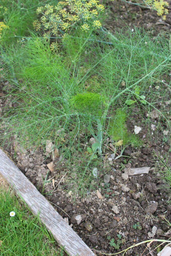 Фенхель обыкновенный — общий вид (Foeniculum vulgare)