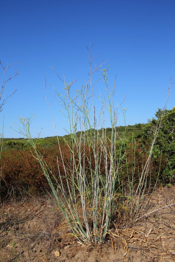 Фенхель обыкновенный — общий вид (Foeniculum vulgare)