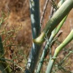 Фенхель обыкновенный (Foeniculum vulgare)