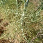 Фенхель обыкновенный (Foeniculum vulgare)