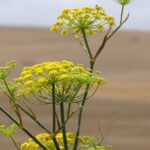 Фенхель обыкновенный (Foeniculum vulgare)