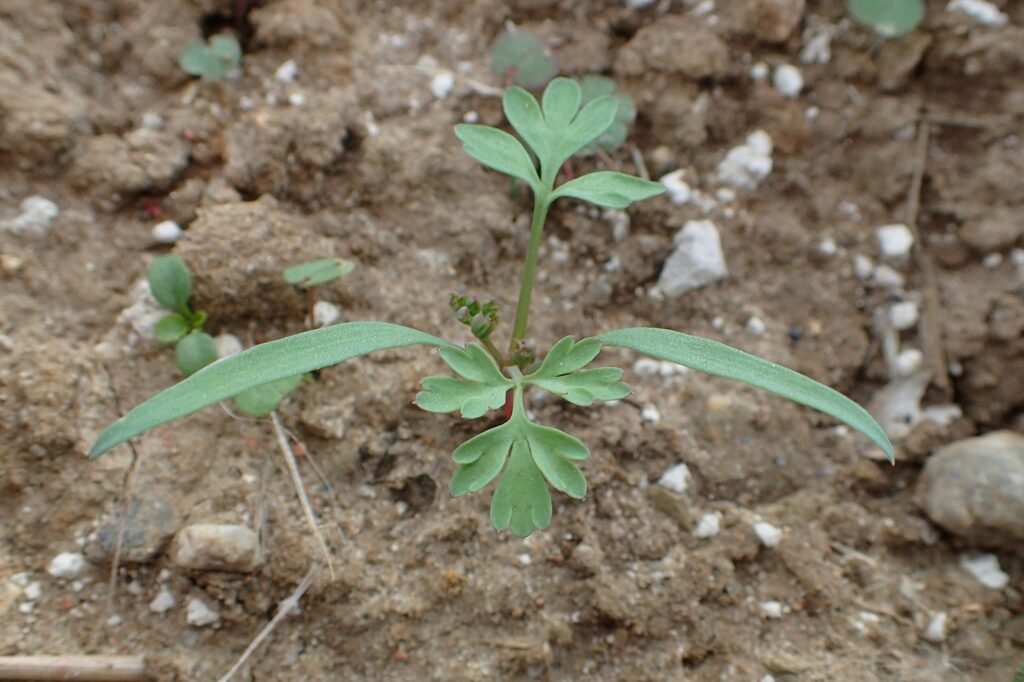Рутка лекарственная — плоды (Fumaria officinalis)