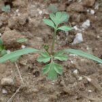 Рутка лекарственная — плоды (Fumaria officinalis)