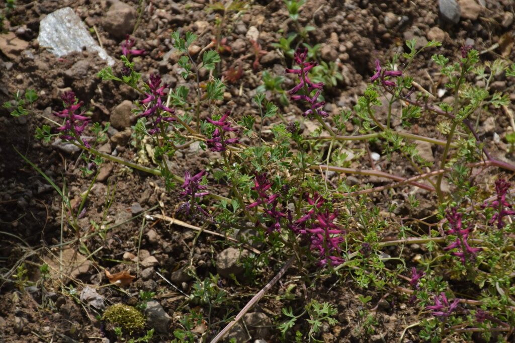 Рутка лекарственная — общий вид (Fumaria officinalis)