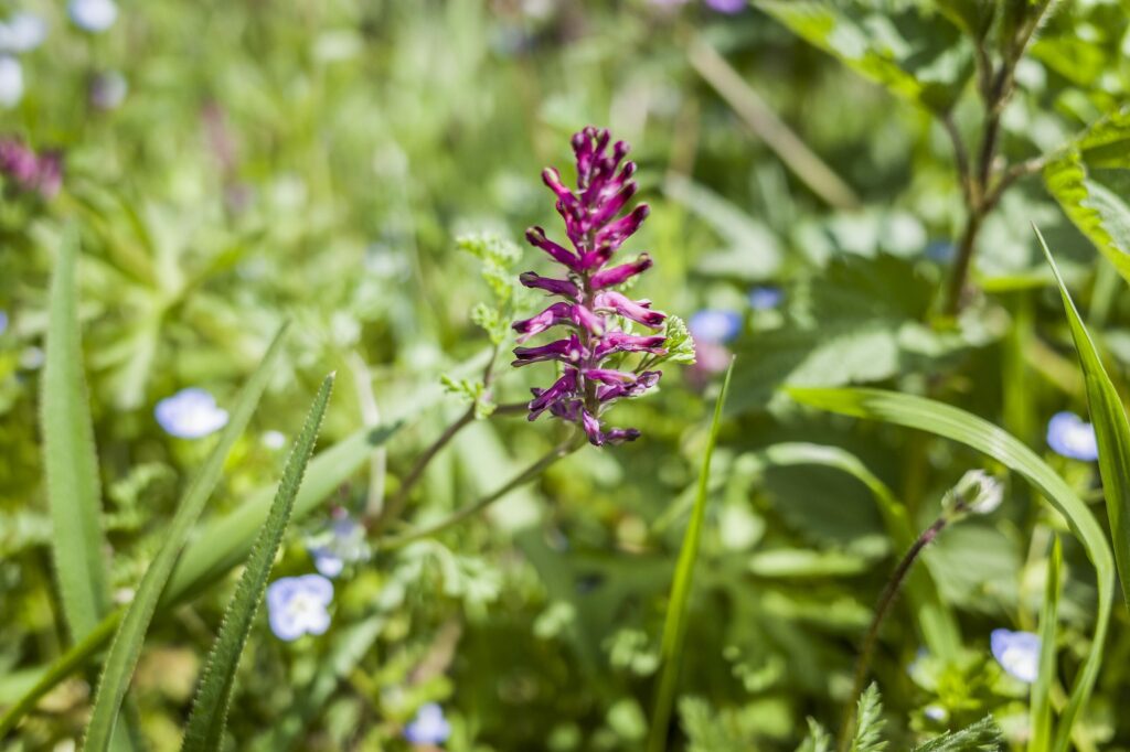 Рутка лекарственная — общий вид (Fumaria officinalis)