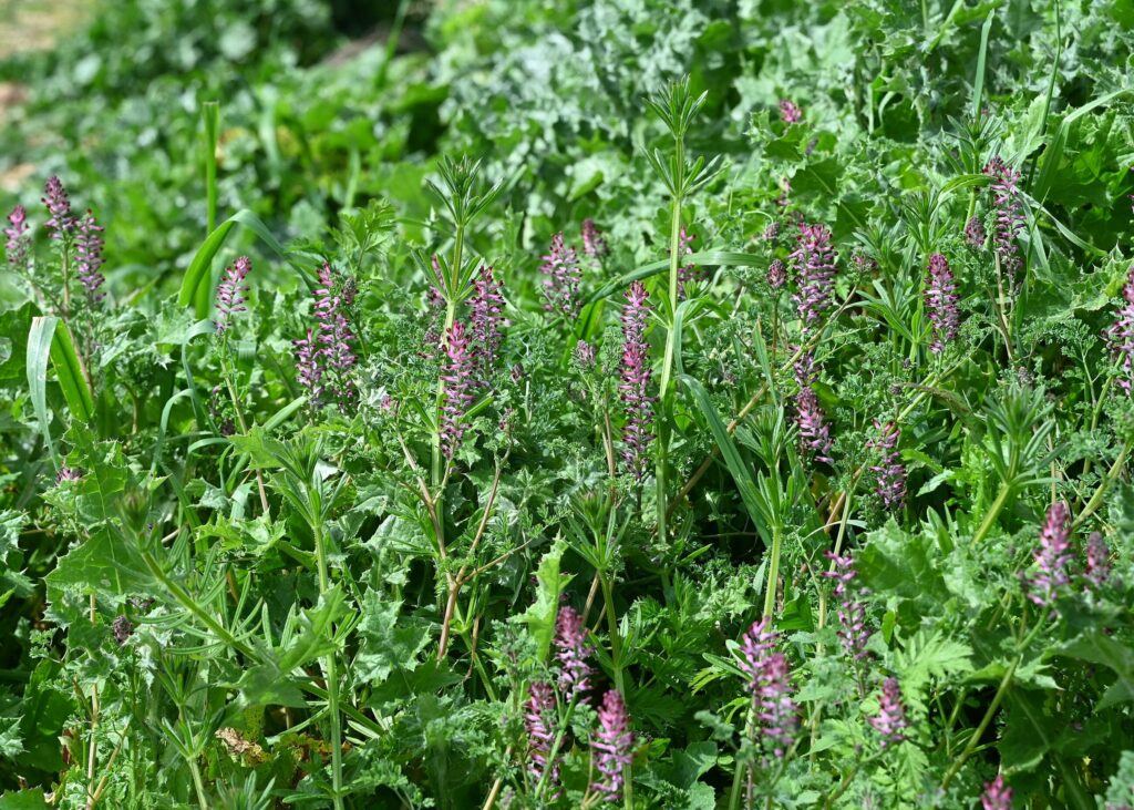 Рутка лекарственная — общий вид (Fumaria officinalis)
