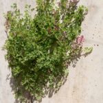 Рутка лекарственная — общий вид (Fumaria officinalis)