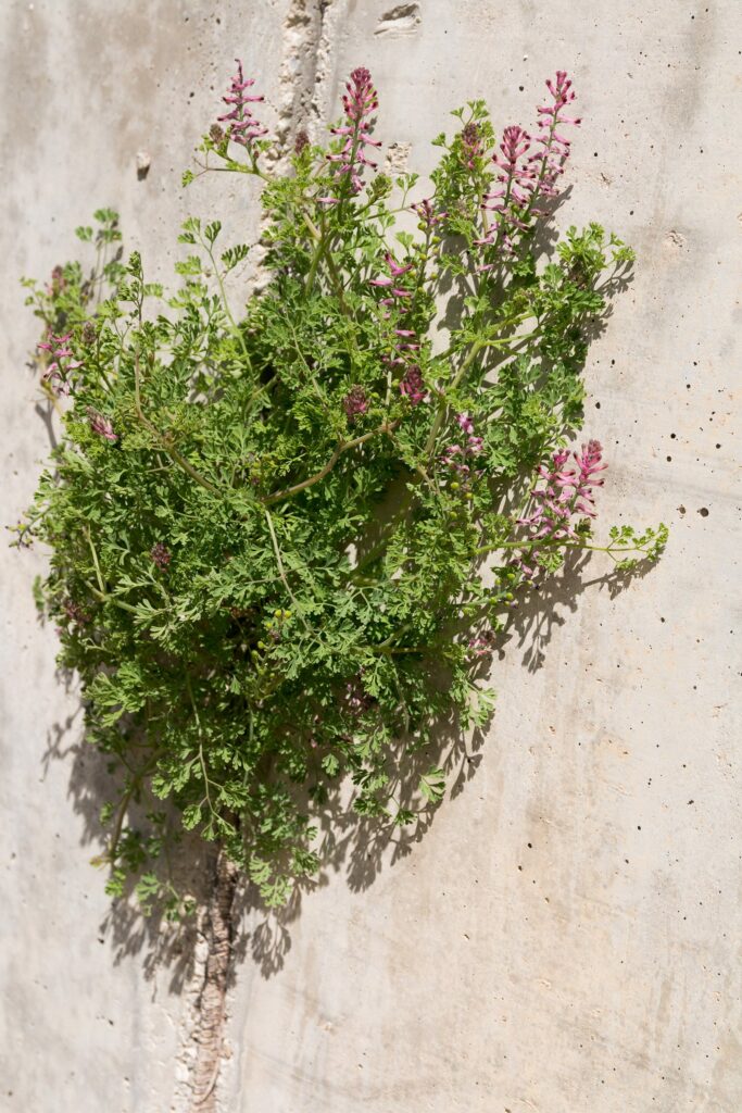 Рутка лекарственная — общий вид (Fumaria officinalis)