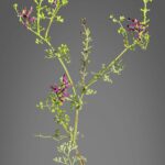 Рутка лекарственная — общий вид (Fumaria officinalis)