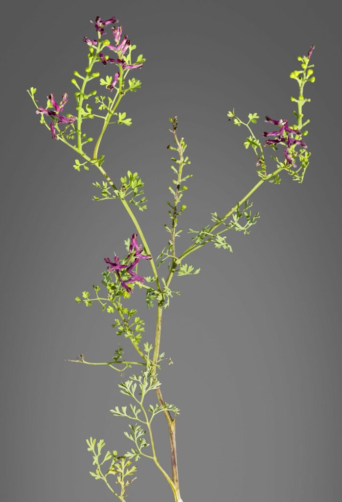 Рутка лекарственная — общий вид (Fumaria officinalis)