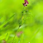 Рутка лекарственная — общий вид (Fumaria officinalis)