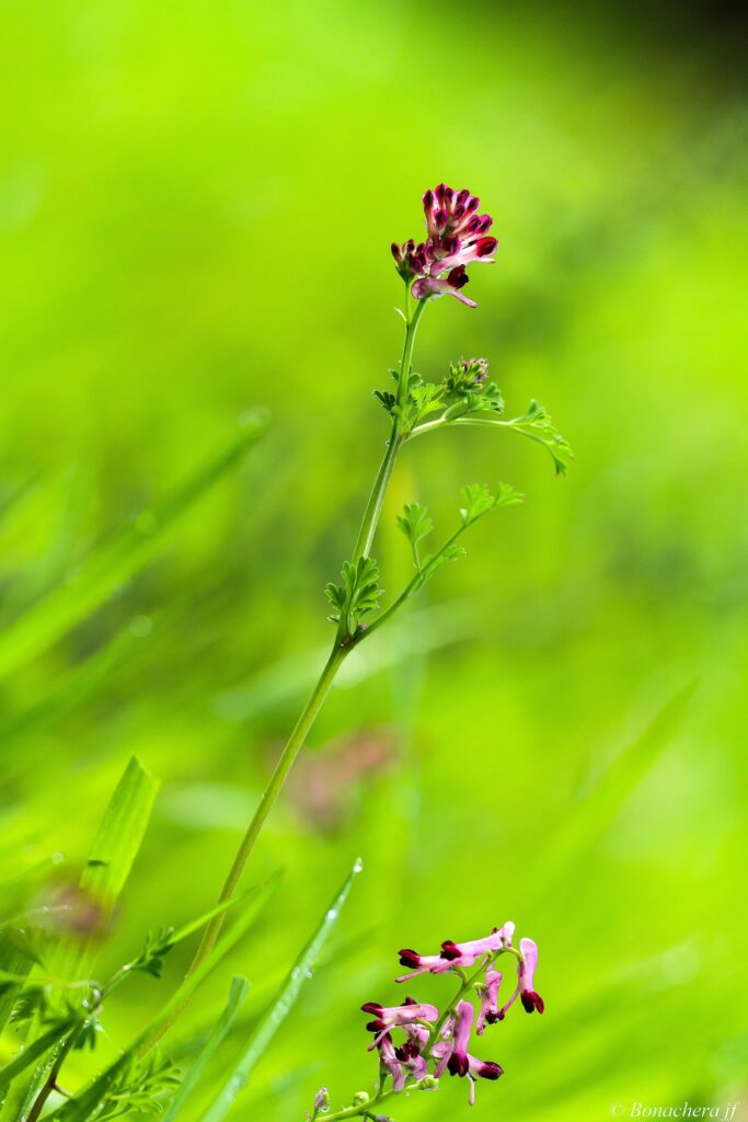 Рутка лекарственная — общий вид (Fumaria officinalis)