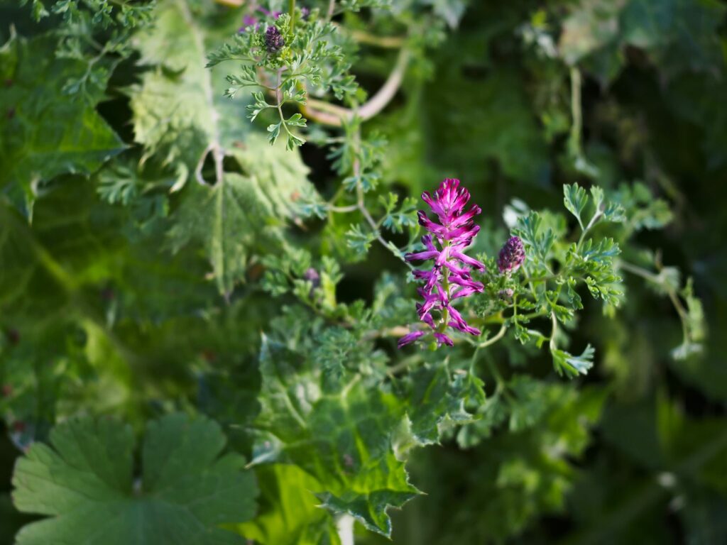 Рутка лекарственная — общий вид (Fumaria officinalis)