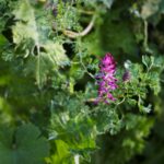 Рутка лекарственная — общий вид (Fumaria officinalis)