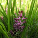 Рутка лекарственная — общий вид (Fumaria officinalis)