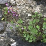 Рутка лекарственная — общий вид (Fumaria officinalis)