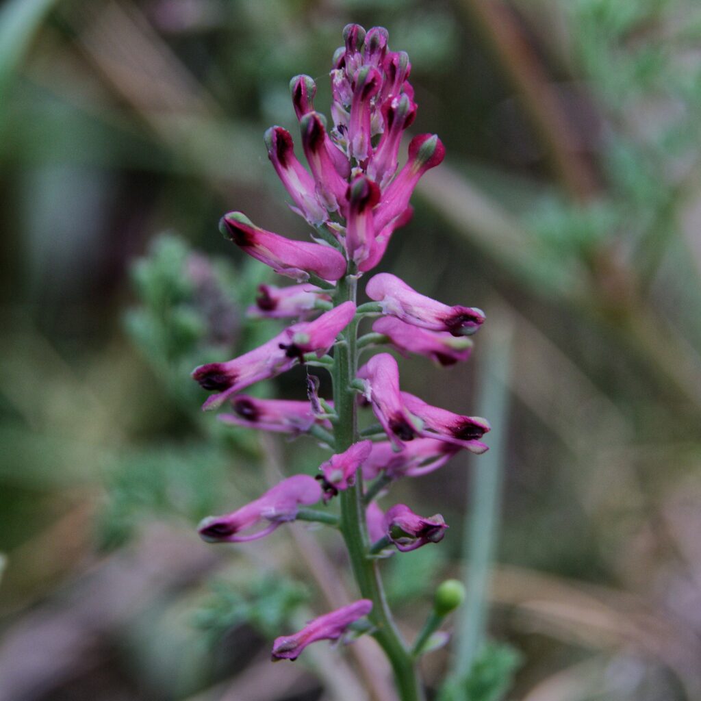 Рутка лекарственная — общий вид (Fumaria officinalis)