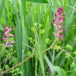 Рутка лекарственная (Fumaria officinalis)