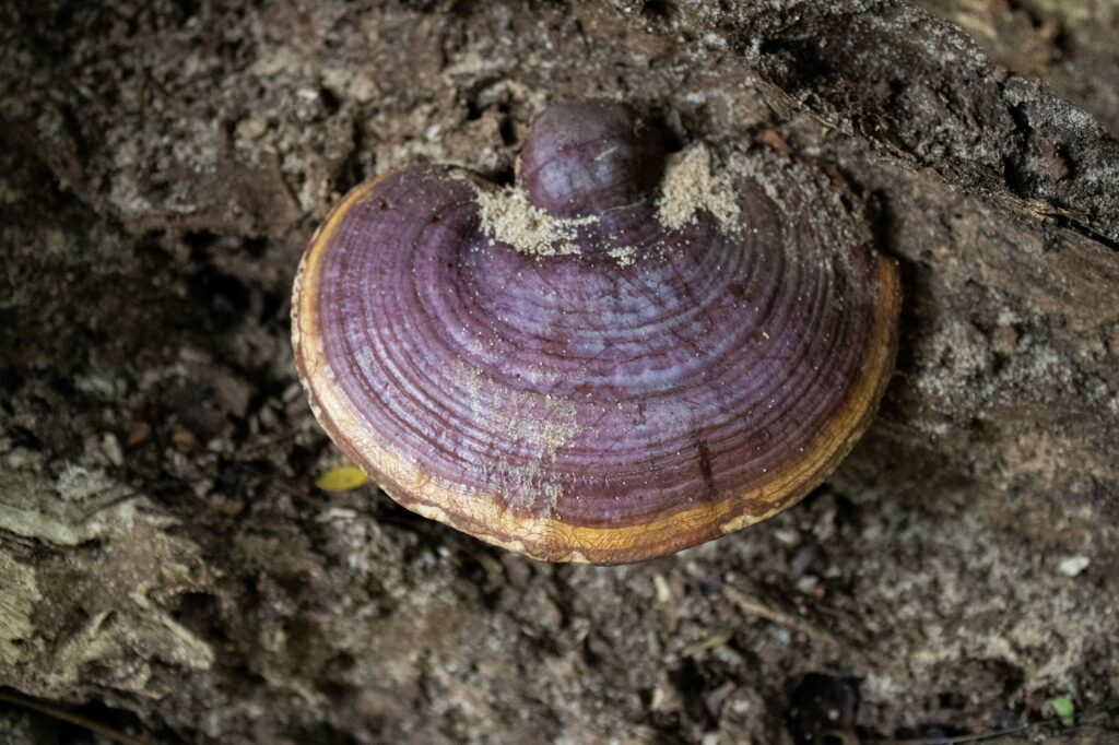 Рейши — общий вид (Ganoderma lucidum)