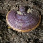 Рейши — общий вид (Ganoderma lucidum)