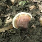 Рейши — общий вид (Ganoderma lucidum)