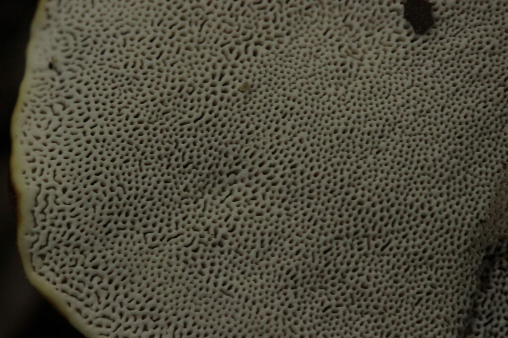 Рейши — focus:fungus (Ganoderma lucidum)