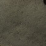 Рейши — focus:fungus (Ganoderma lucidum)