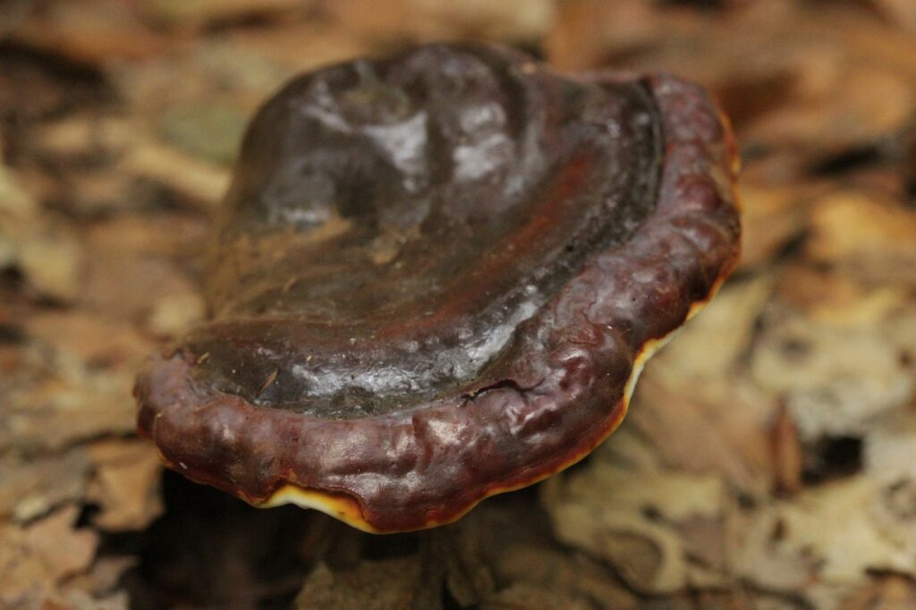 Рейши — focus:fungus (Ganoderma lucidum)