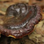 Рейши — focus:fungus (Ganoderma lucidum)