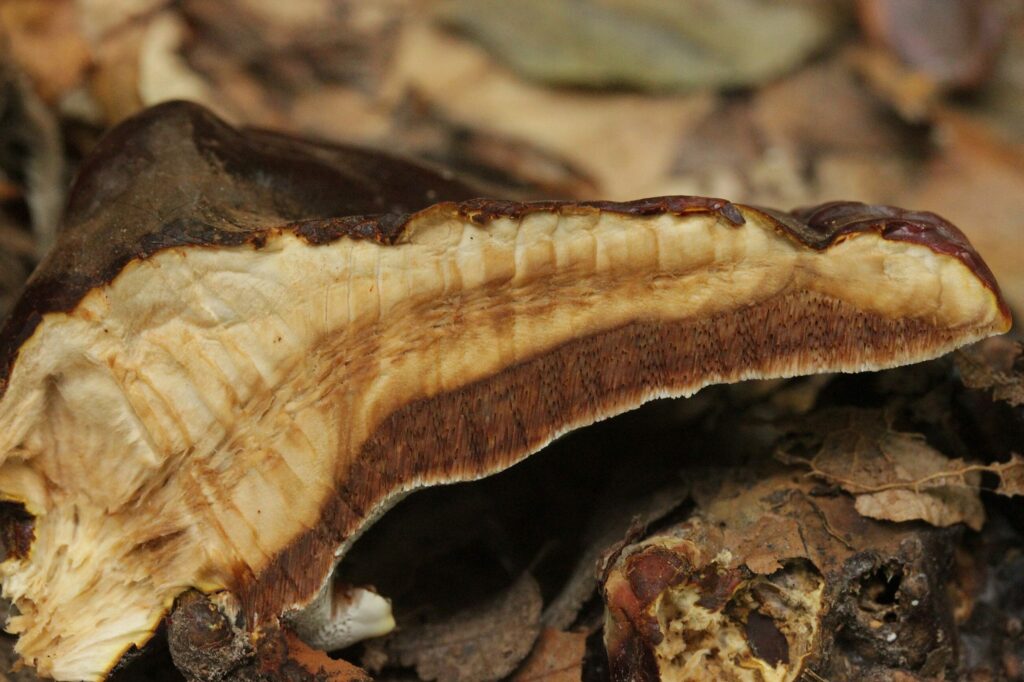 Рейши — focus:fungus (Ganoderma lucidum)
