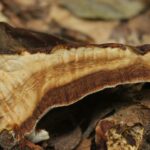 Рейши — focus:fungus (Ganoderma lucidum)