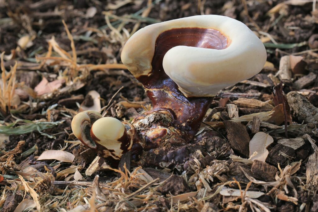 Рейши — focus:fungus (Ganoderma lucidum)