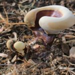 Рейши — focus:fungus (Ganoderma lucidum)