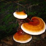 Рейши (Ganoderma lucidum)