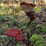 Рейши (Ganoderma lucidum)